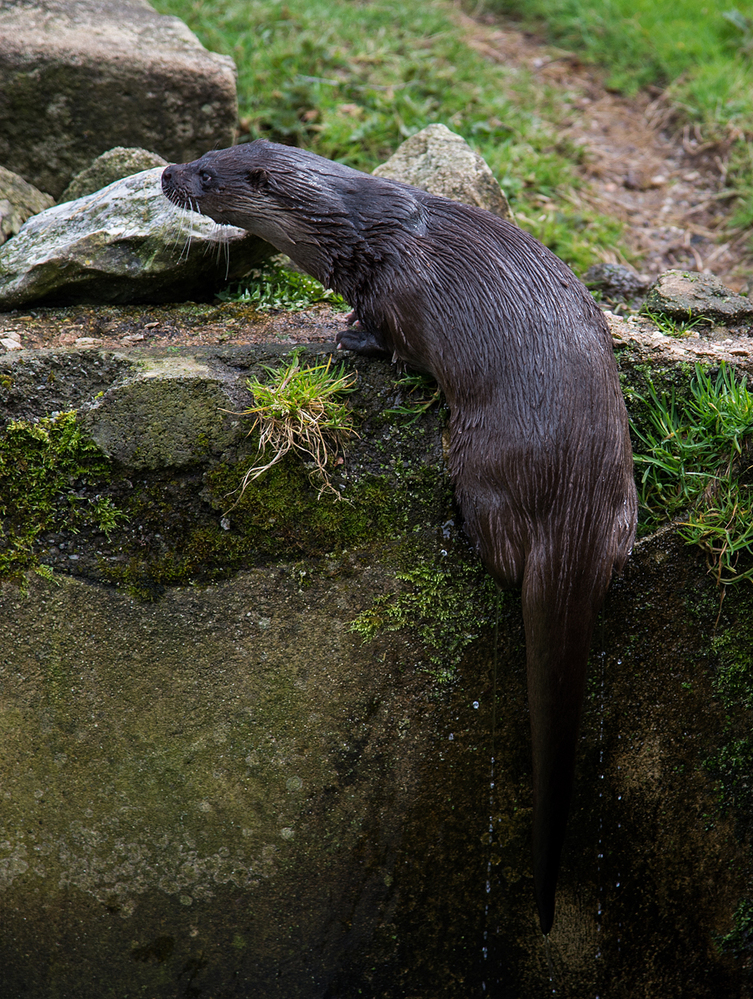 Otter Emerging,  Buckfastleigh 